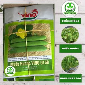 Hạt Giống Mướp Hương VINO G158 VINO (Gói 10gr) - Sinh trưởng mạnh kháng bệnh trái thuôn dài