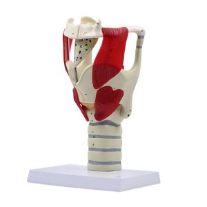 Anatomical Human Throat Model Enlarged Human Throat Anatomy Model for Teaching Classroom Demonstration and Educational