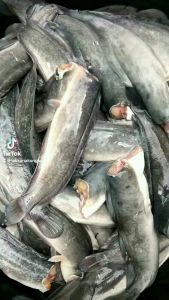 ปลาดุกร้า แม่เฒ่าสูตรเด็ด สะอาดปลอดสารพิษ 🐟