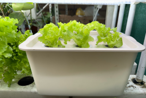 Complete Hydroponic Starter Kit 6 Hole For Beginner