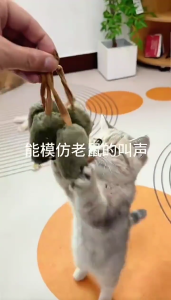 หนูของเล่นอัตโนมัติสำหรับแมวในบ้านของขวัญในหนูของเล่นอิเล็กทรอนิกส์ของเล่นแมวเมาส์อินเตอร์แอคทีฟเสียงดังเอี๊ยดเหมือนจริง