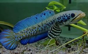 Channa Orna 2-2.5+- Inch 幻蓝雷龙