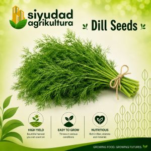 Repacked Premium Dill Seeds for Planting | High-Quality Fresh Herb Seeds for Home Garden Backyard Urban Gardening Container Planting Vegetable Garden & Farming