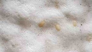 หัวเชื้อเทมเป้ เตมเป รากิ 50 กรัม