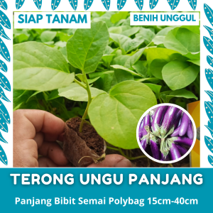 BENIH SEMAI: 50 BATANG BIBIT TERONG UNGU PANJANG SIAP TANAM