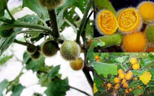 Hạt giống cây cà lông ( gói 50 hạt ) - Seeds1