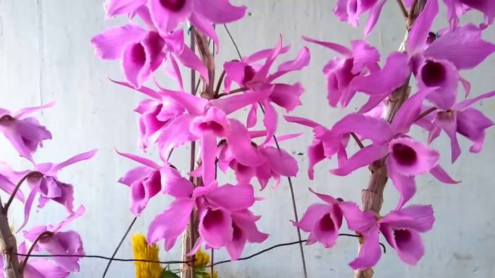 Sản Phẩm Hoa lan trầm thanh củi ( cây to khỏe,bộ rễ đẹp)