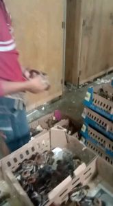 TELUR AYAM ARAB TRIAS PETELUR UNTUK DITETASKAN