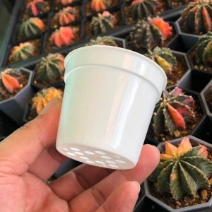 10/20pcs Cactus and Succulent Flower Desk Pot Plant Nursery Pot Seedling Transplanting and Planting Pot