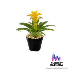 tanaman hias bromelia guzmania yellow murah