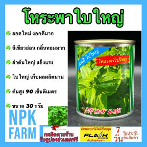 ปลาทอง โหระพาใบใหญ่ ขนาด 30 กรัม  หมดอายุ 05/2570  โหระพา ลอตใหม่ ลำต้นแข็งแรง โตไว ใบใหญ่ มีกลิ่นหอมมาก ต้นสูง 80-90 ซม. เก็บผลผลิตนาน npkfarm