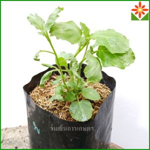 มะเขือพวง ต้นมะเขือพวง ส่งพร้อมถุง 5.5นิ้ว ต้นมะเขือ หมากแข้ง เขือน้อย เขือพวง