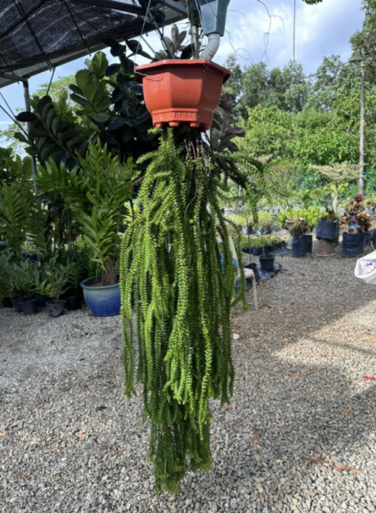 Malaysia Stock Fern Huperzia Phlegmaria / Mata Gaji Plant Live Plant ...