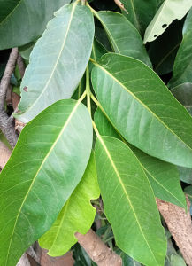 LÁ VỐI NẾP TƯƠI-HỖ TRỢ GIẢM CÂN-GIẢM MỠ -MÙI VỊ THƠM NGON