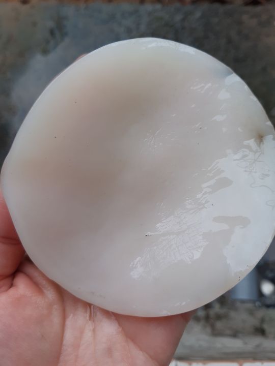 scoby%20kombucha,%20Scoby%20Kombucha%20,%20con%20gi%E1%BB%91ng%20l%C3%A0m%20tr%C3%A0%20kombucha,%20hay%20c%C3%B2n%20g%E1%BB%8Di%20l%C3%A0%20tr%C3%A0%20b%E1%BA%A5t%20t%E1%BB%AD%20-%20Image%208