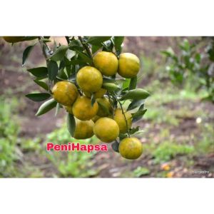 Bibit Jeruk Siam Madu kondisi Berbuah manis