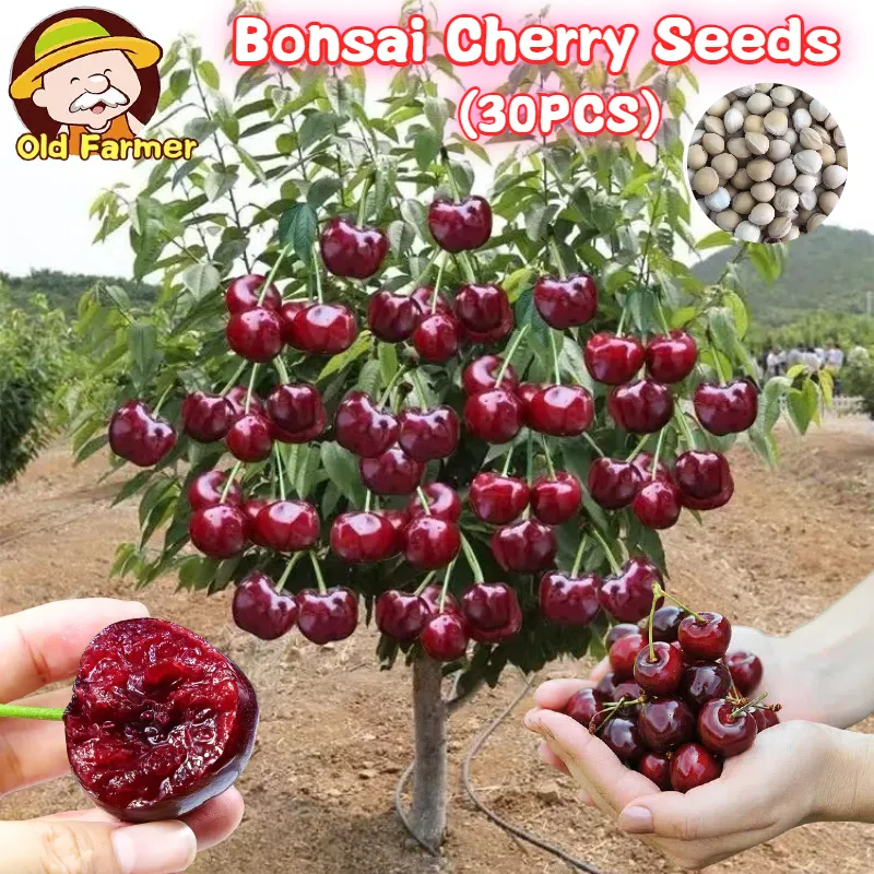 100% Original Bonsai Cherry Seeds for Planting Fruit Plants (Fresh Seeds -  30pcs) Legit Cherry Tree Live