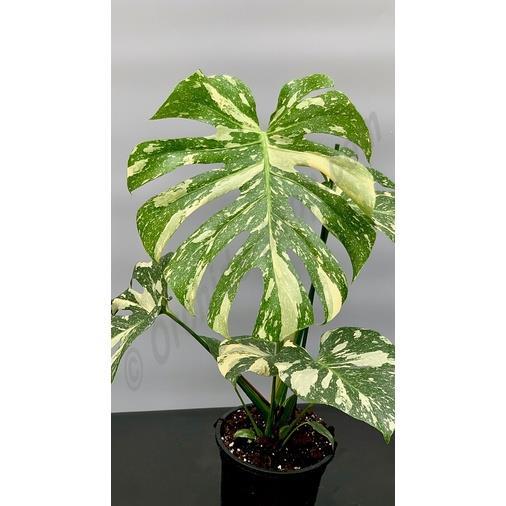 [LEGIT] Monstera Deliciosa Thai Constellation Seeds (Mother Plant MD Thai  Cons) | Lazada PH