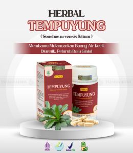 Ekstrak Kapsul Daun Tempuyung Obat Infeksi Saluran Kemih Kencing Herbal Batu Empedu isi 60.