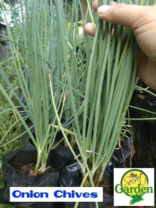 Onion Chives Plant (STRICTLY LUZON ONLY) with FREE garden soil (Live