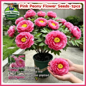 100% Legit High Germination 2pcs Pink Peony Seeds for Planting Flower Plant Peony Flower Seeds for Gardening Balcony Potted Peony Flowering Plants Seeds Peony Live Plants for Sale Rare Peony Seedlings Easy To Grow Indoor and Outdoor Flower Planting
