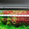 ĐènLed Chihiros B Series | Chỉnh APP | Điểm LED RGB | Bảo hành 6 tháng,phân khúc đèn giá rẻ cho hồ cá, thủy sinh. 