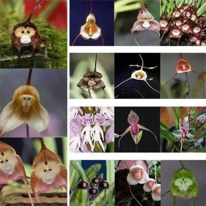 Rare Monkey Face Orchid Flower, 50Pcs Seeds, Flower Type Peculiar