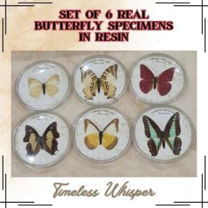 Set of 6 Real Butterfly Specimens in Resin | Home Deco Collectible Vintage