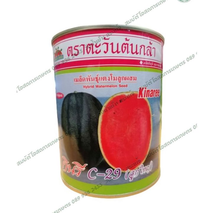 เมล็ดพันธุ์แตงโม กินรี C-29 40 กรัม ปลูกง่าย