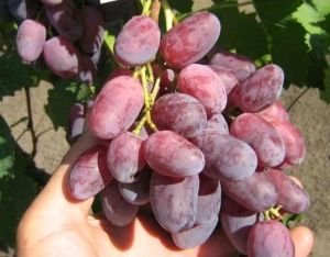 Bibit Anggur Import Rizamat