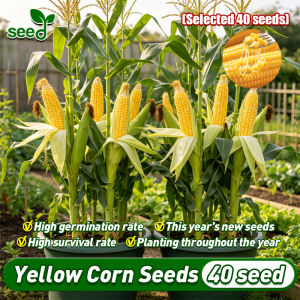 [Selected Seeds 40pcs] 100% Original Sweet Yellow Corn Seed Queen Sweet Corn Seeds for Planting (Fast Growing) F1 Hybrid Seeds Tropical Corn Plant Seeds Vegetable Seeds for Gardening Veggies Buto Seedlings Vegetable Live Plants for Sale Real Plants