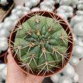 Plants Center พร้อมส่ง(yongjw)กระบองเพชร แคคตัส cacuts Gymnocalycium eurypleurum/ยิมโนคาลิเซียม ยูริเพิลรัม grafting ไม้ตัดกราฟ 8-9cm. 