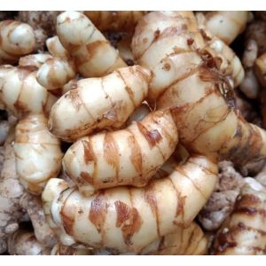 BEST SELLER Kunyit putih segar 1 kg fresh segar / bersih / di ambil langsung dari kebun |..