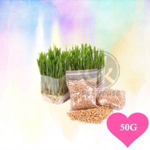 Organic Wheatgrass Cat Pet Grass Wheat Seeds / Biji Benih Gandum Rumput Kucing 50G