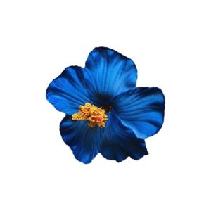 ROLL Romantic Hawaiian Flower Hair Clips Headwear Side Bangs Clip Artificial Flower Clips Fashionable Suitable Vacation Beach Parties Side Hairpin Women