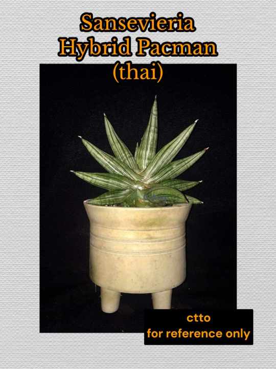 Pacman Hybrid Sansevieria - Lazada | Lazada Philippines