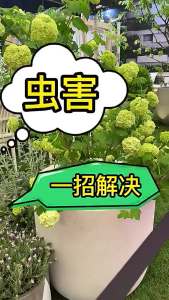 家庭园艺 防虫片防小黑飞蚜虫白粉虱小菜蛾飞虫花卉绿植多肉 家用