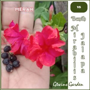 GG | 15 Bunga Pukul Empat Mirabilis Jalapa Warna Merah