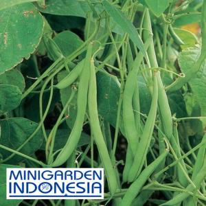 40 Benih Buncis Maxipro F1 bibit tanaman sayur Sayuran