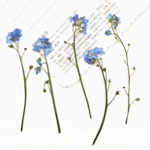 STVML Nail Art Jewelry Card Natural Pressed Flower Forget-Me-Not with Stem Artificial flowerss Dont Forget Me