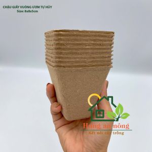 CG8VUTH - 50 chậu giấy vuông tự hủy ươm cây giống tiết kiệm và bảo vệ môi trường. size 8x8x5cm