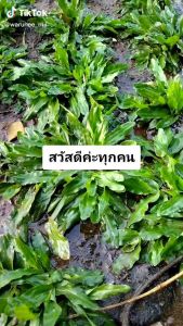 หญ้าไทเป หญ้าแท้ ไม่ต้องตัด ชุด 35 ตรม.