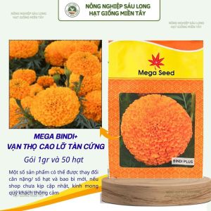 Hạt Giống Vạn Thọ F1 BINDI(+) Cam Đỏ – Cổ Lùn Bông 8-10CM – Mega Seed