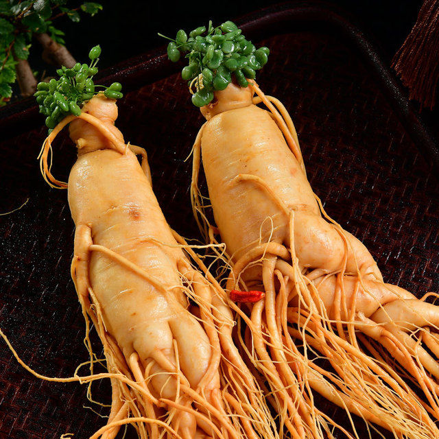 GINSENG KOREA HIDUP DALAM CIU SOJU WINE MADU ARAK UKURAN BESAR