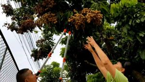 กรรไกรตัดกิ่ง ตัดกิ่งไม้ ด้ามยาว ปรับความยาว68-103cm.5ระดับๆละ7cm.ใบมีดคม