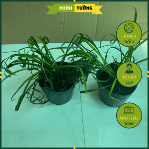 Cây Ngãi Quắn (Ngãi Quấn) Cây Ngãi Kéo Khách - Ngãi Lá Quắn