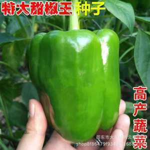 Extra-large sweet peppers large sweet peppers green peppers bell peppers chili peppers vegetables for the balcony in spring autumn and winter