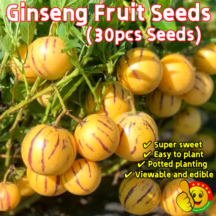 100% Original Ginseng Fruit Seeds for Sale (Fresh 30pcs Seeds) 人参果种子 ...