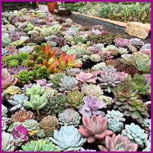 🌵 Combo 03 sen đá size bầu già – vượt size – giá rẻ  lỗi 1 đổi 1🌱