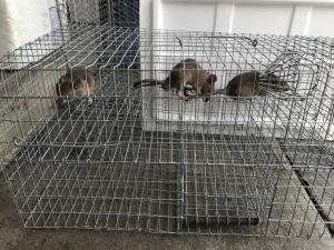 Perangkap Tikus / Sangkar tikus 3 Pintu